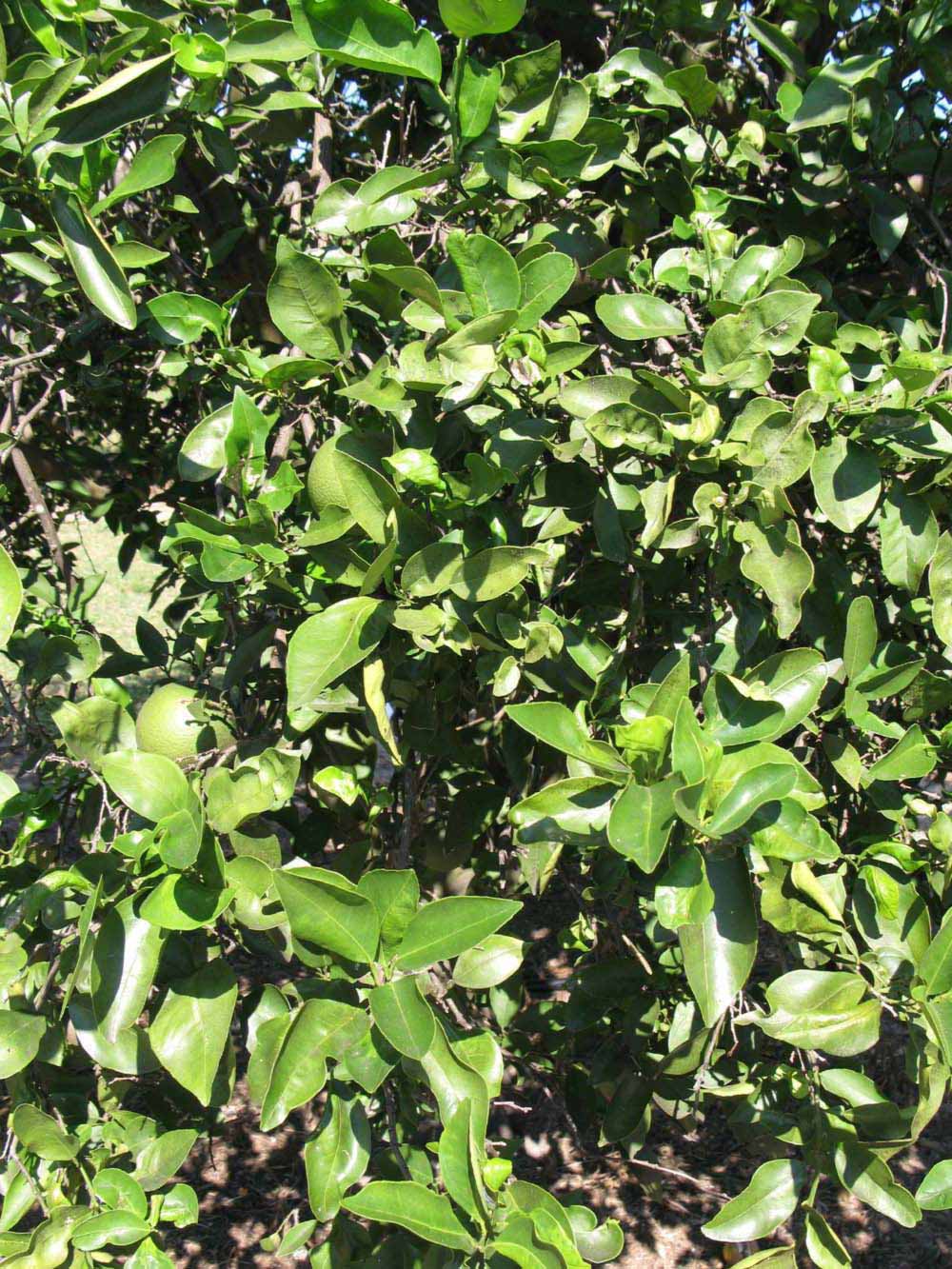              Sun leaves (Winter Haven, FL)       